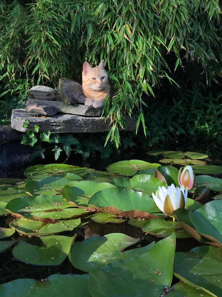 Foto 64 van Lindelaan 65