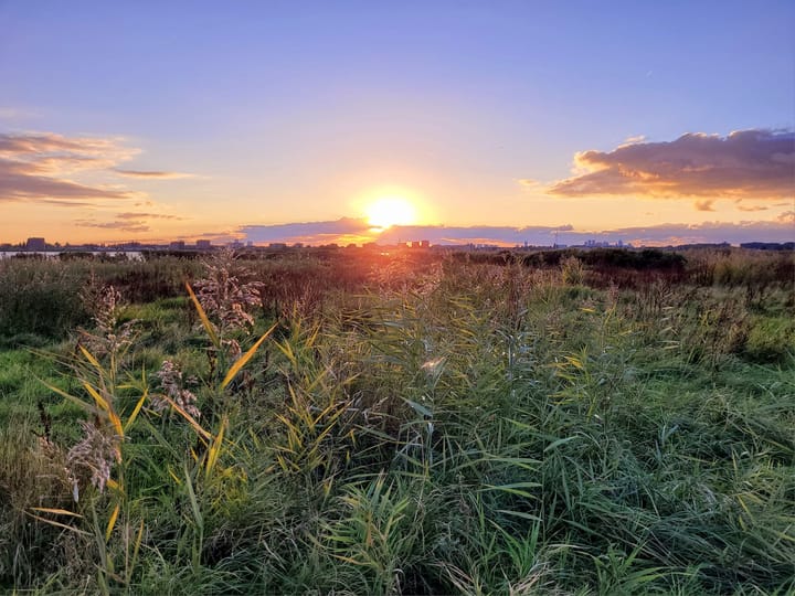 Foto 43 van Pijlkruidveld 45