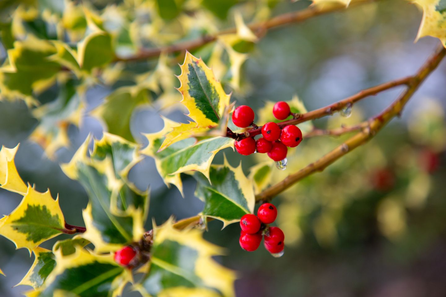 Foto 59 van Bataafseweg 12