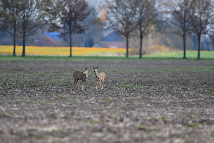 Foto 78 van Dorpsstraat 64-B