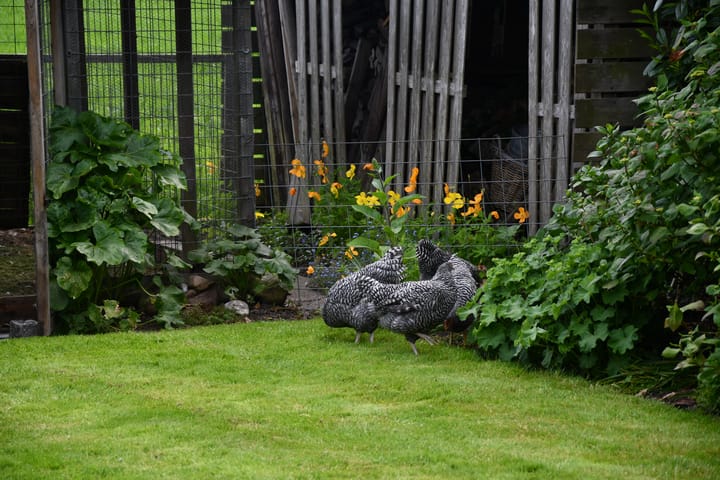 Foto 88 van Dorpsstraat 64-B