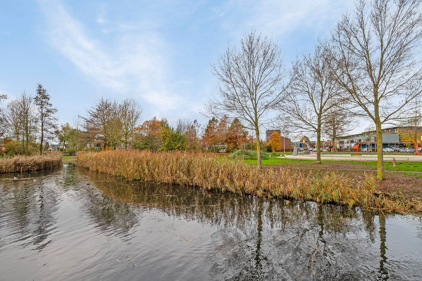 Foto 25 van Populierenhout 31