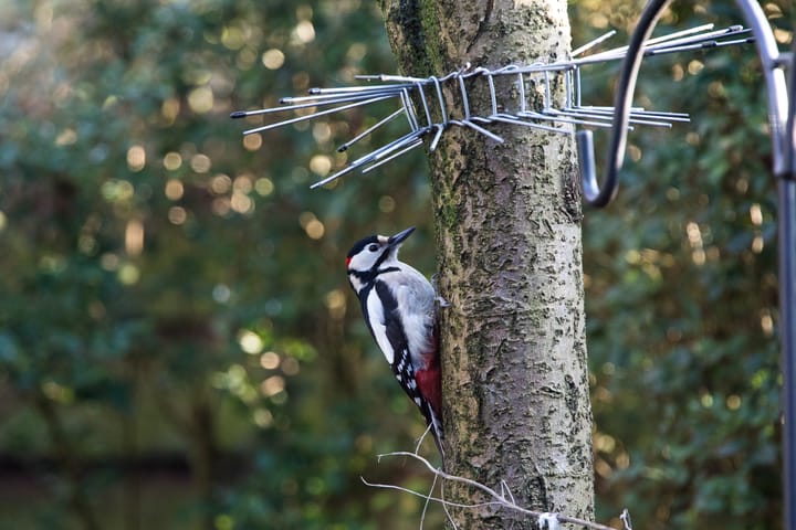 Foto 42 van Vesuvius 76