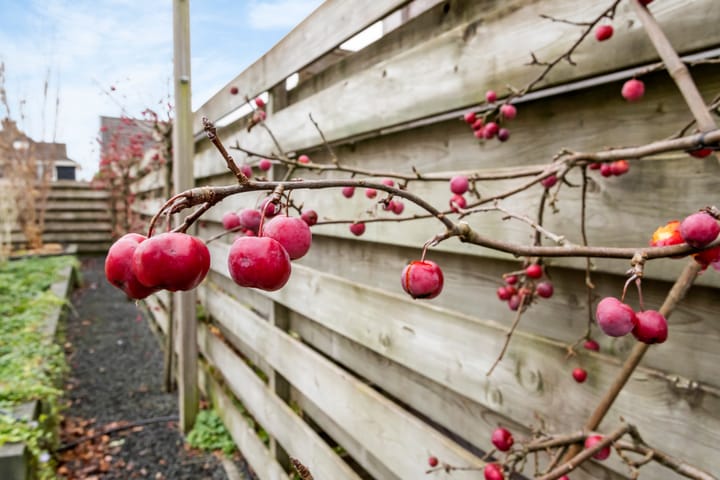 Foto 33 van Truus Oversteegenstraat 41