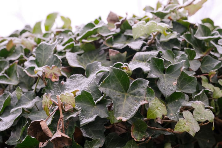 Foto 20 van Zwanebloemstraat 42