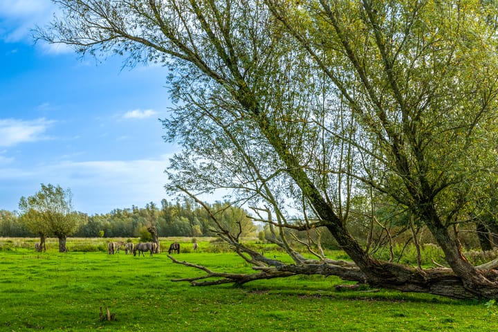 Foto 18 van Nieuwe Es 44