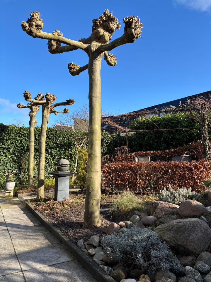 Foto 46 van Varenmos 35