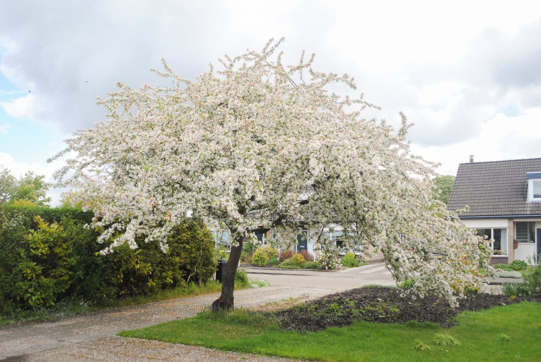 Photo 41 of De Finne 25