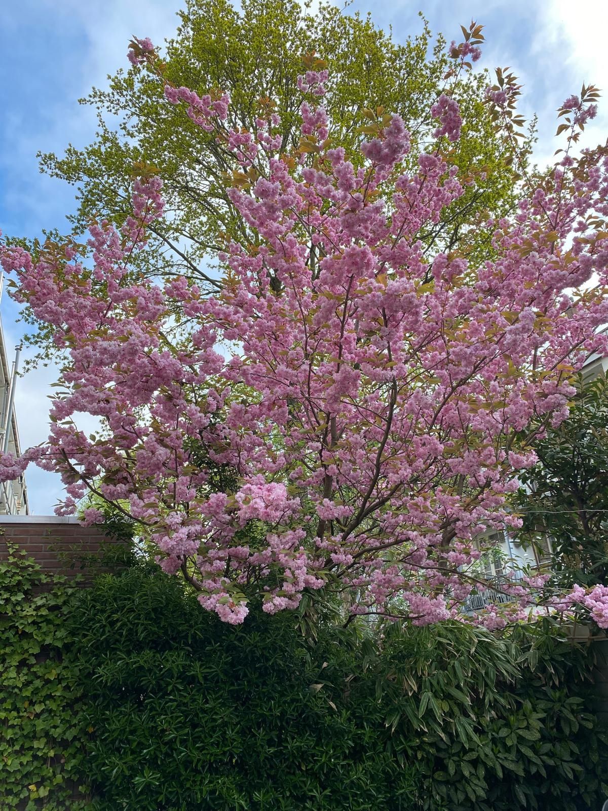 Photo 42 of Westlandgracht 179-H