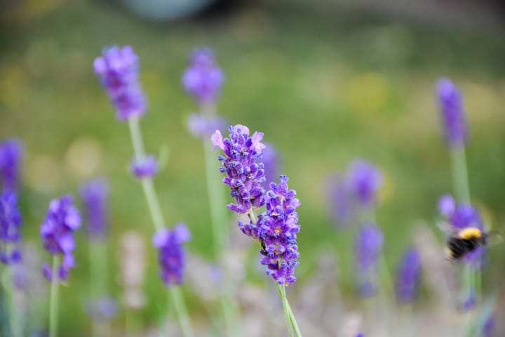 Foto 60 van Henk van Spaandonckstraat 2