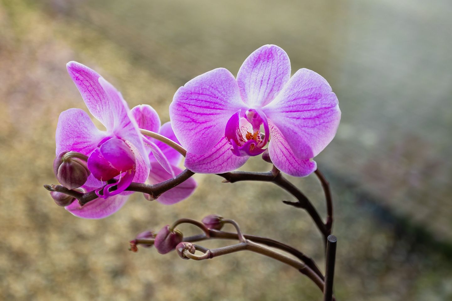 Foto 10 van Reestraat 27