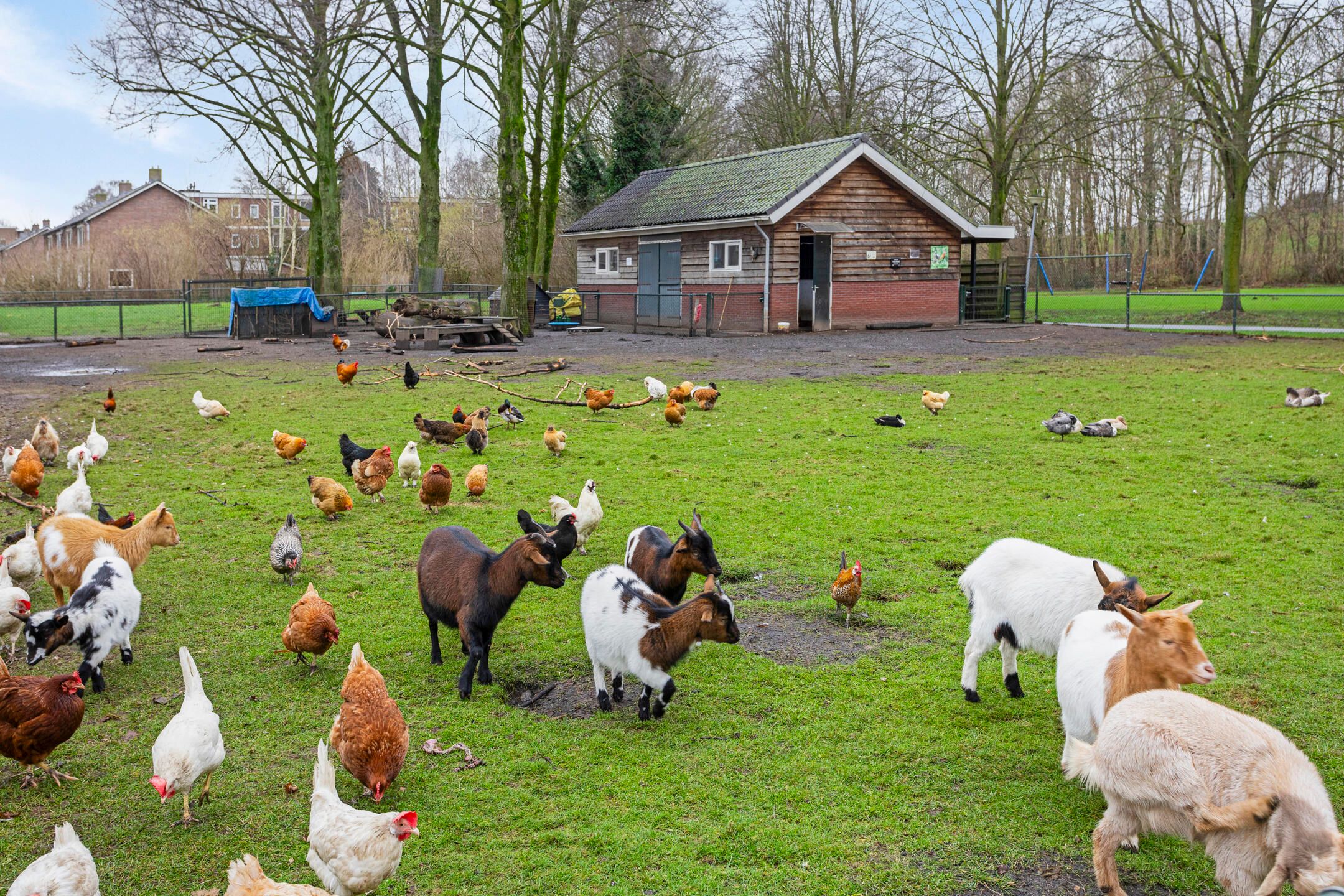 Foto 33 van Treubstraat 20