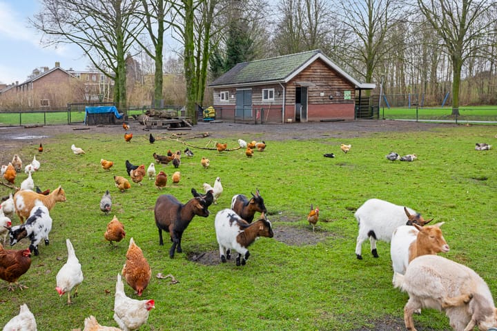 Foto 33 van Treubstraat 20