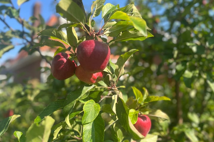 Foto 56 van Beethovenlaan 40