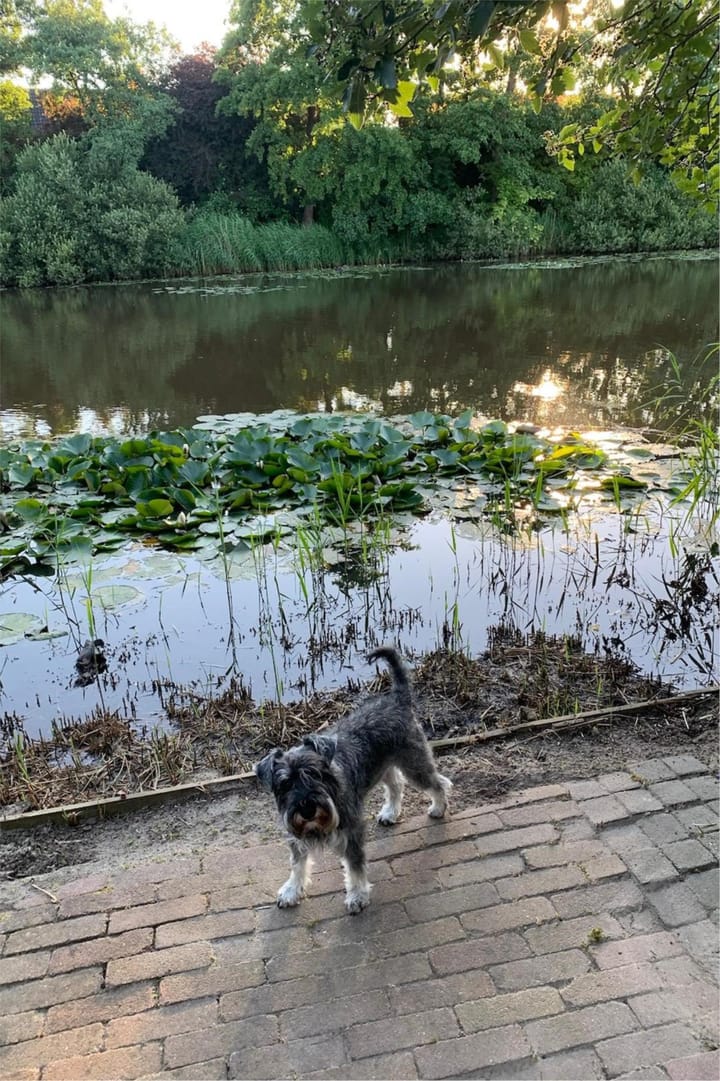 Foto 44 van Ubbegalaan 23