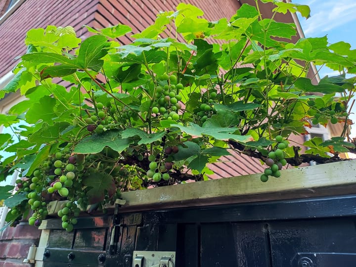 Foto 48 van Molenstraat 126