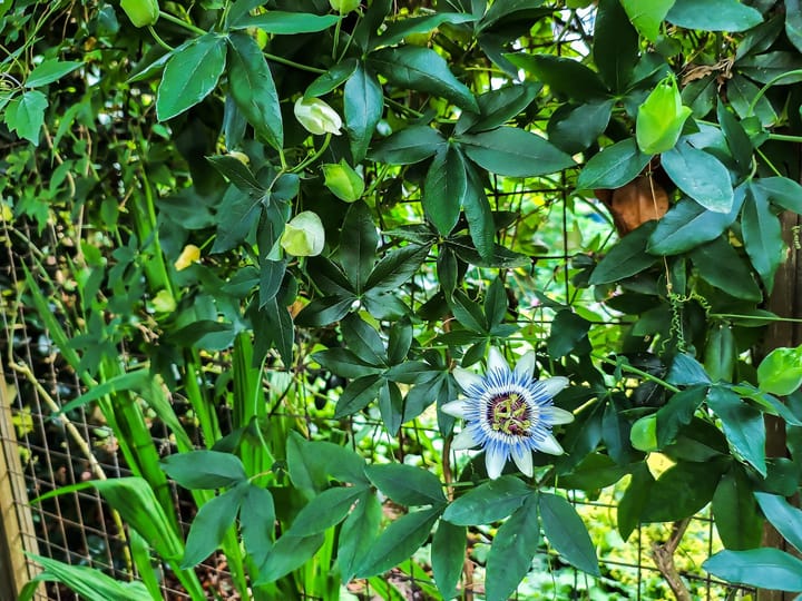 Foto 49 van Molenstraat 126