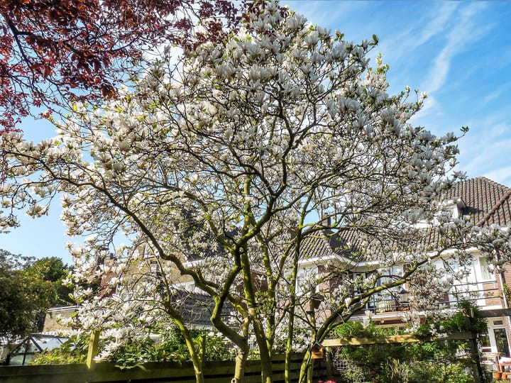 Foto 50 van Molenstraat 126