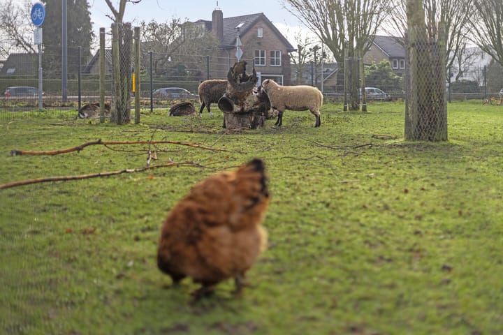 Foto 35 van Van Borsselelaan 6