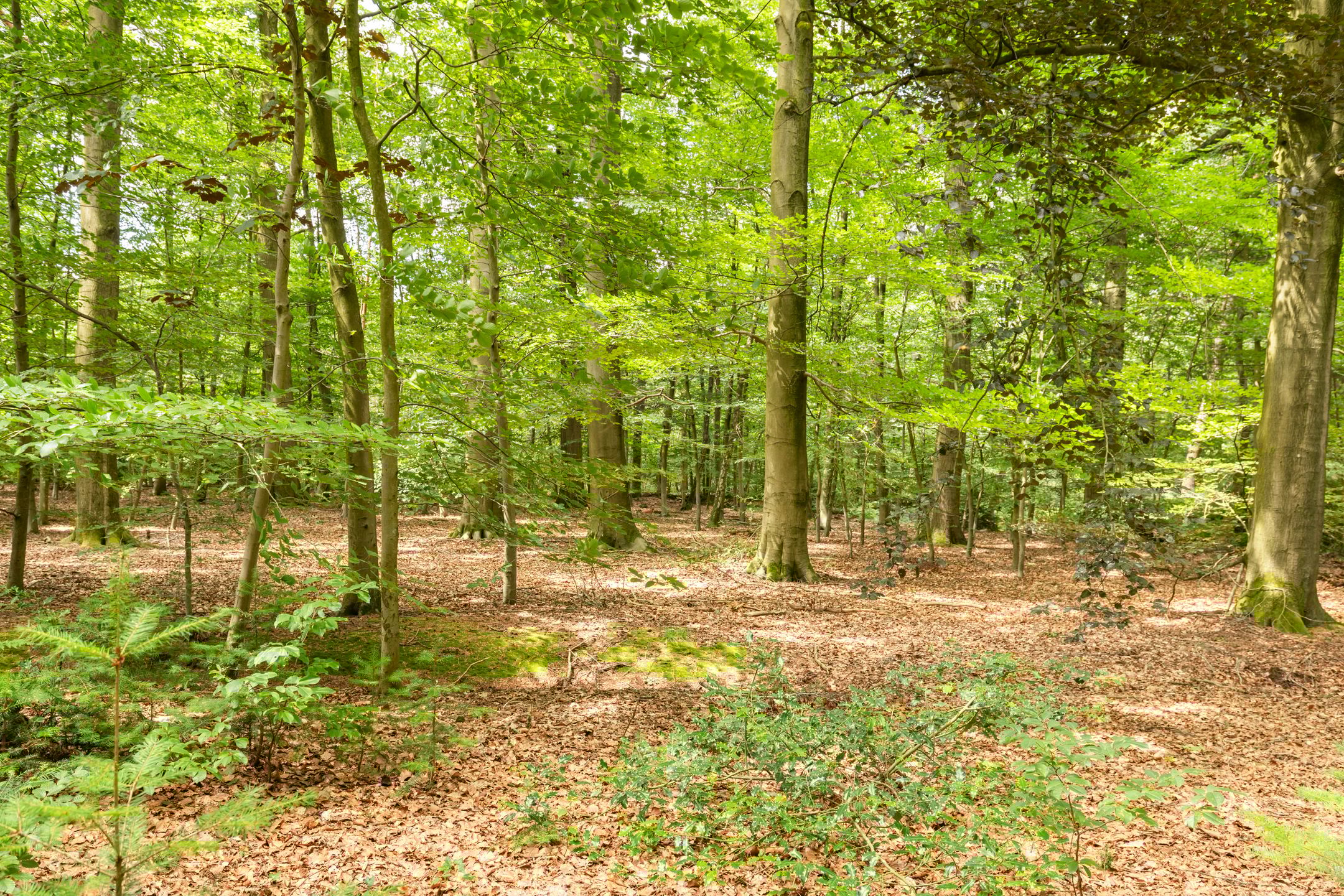 Foto 75 van Slaghekkedwarsweg 30