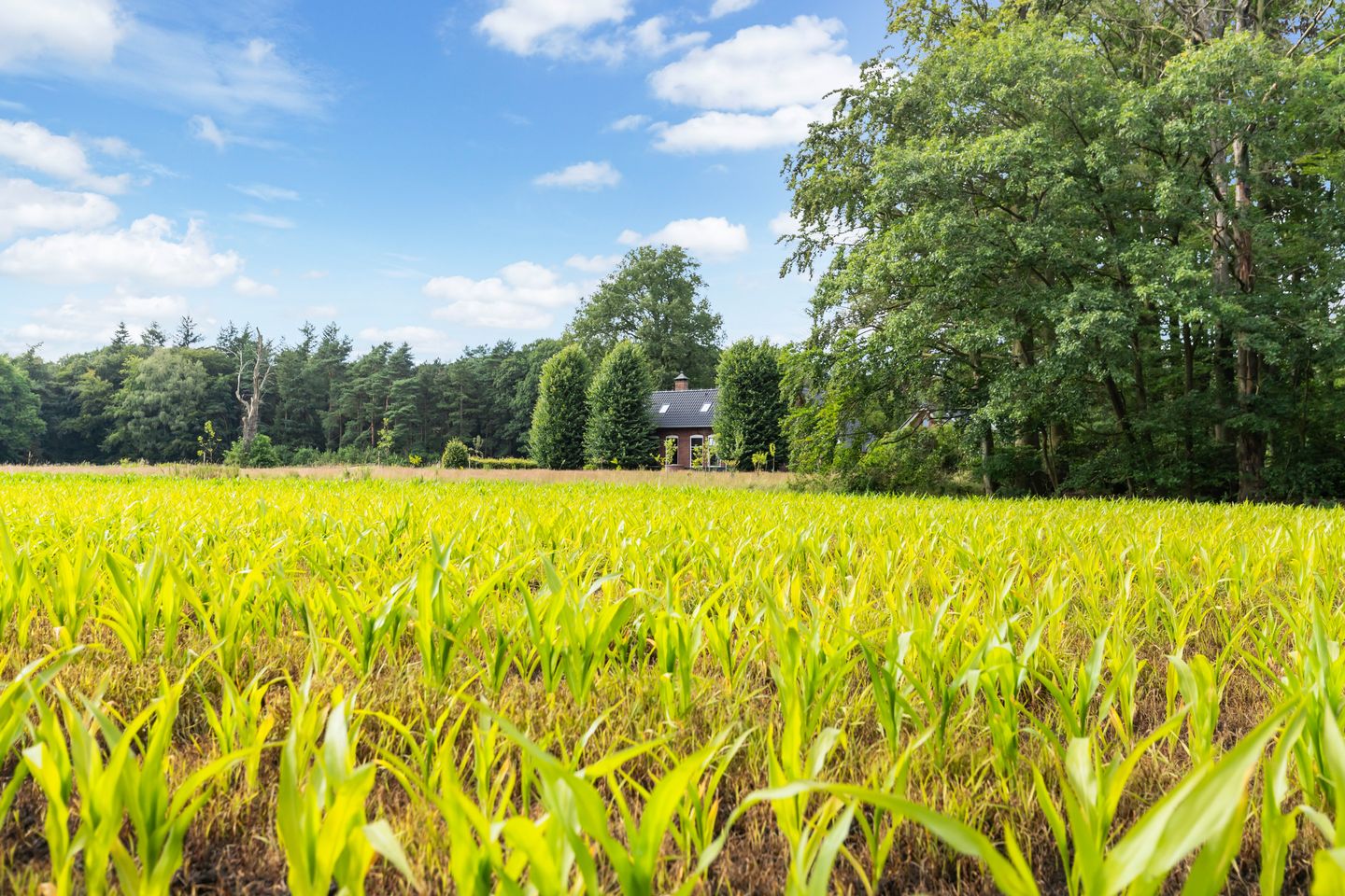 Foto 79 van Slaghekkedwarsweg 30