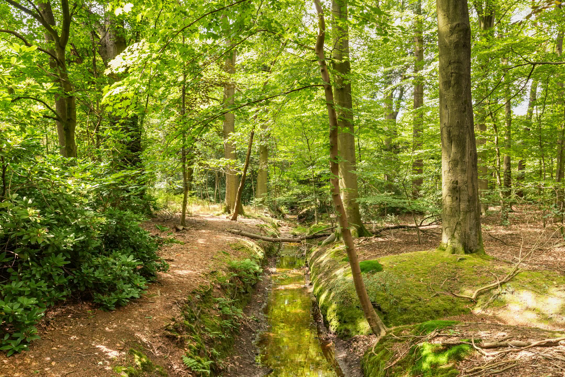 Foto 81 van Slaghekkedwarsweg 30