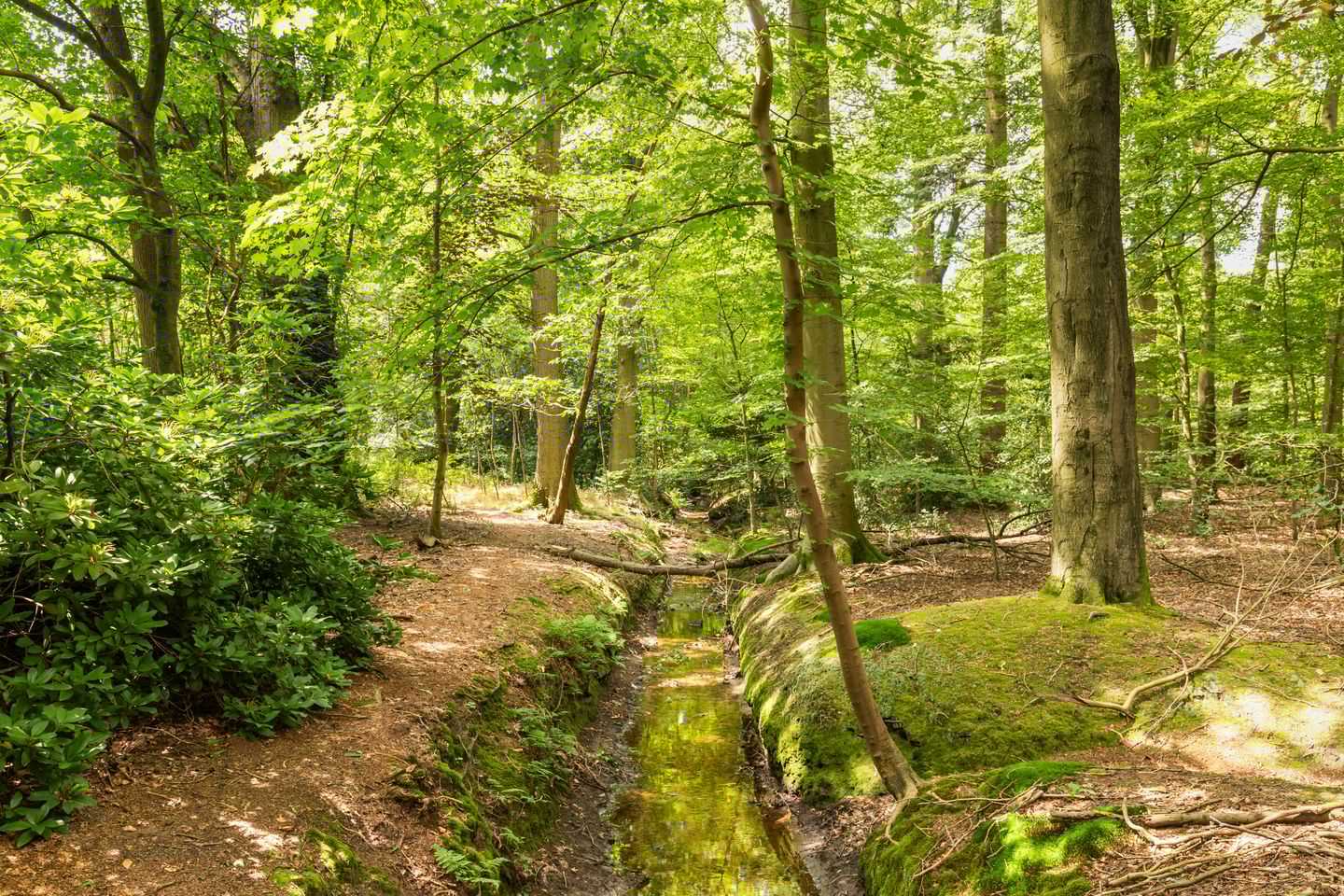 Foto 89 van Slaghekkedwarsweg 30