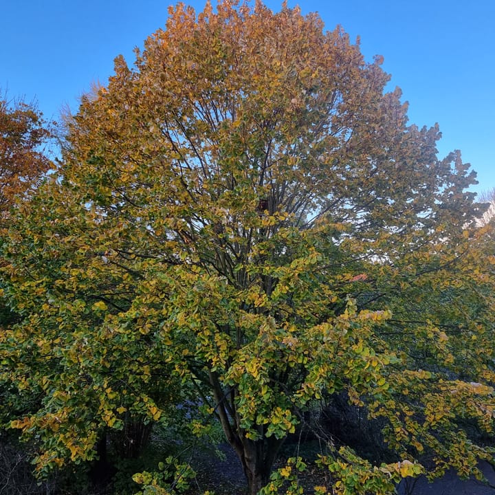 Foto 42 van Mandolinestraat 153