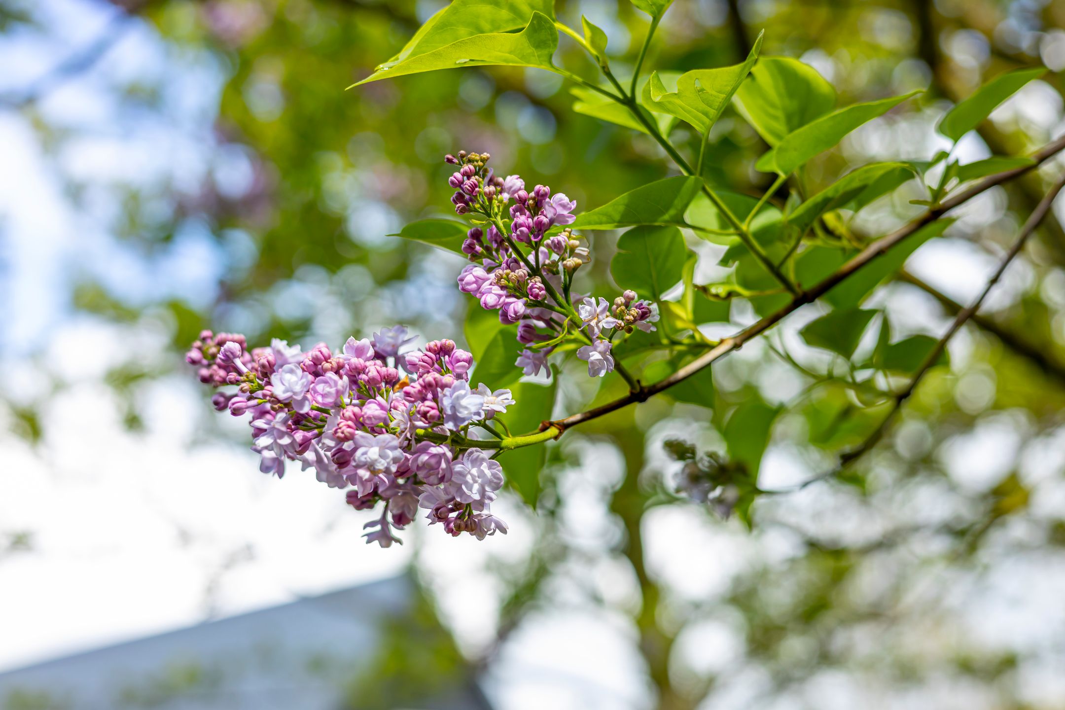 Foto 51 van Lekdijk 24