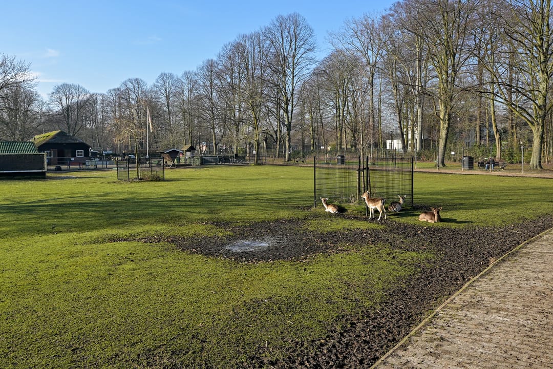 Photo 38 of Linnaeusstraat 275