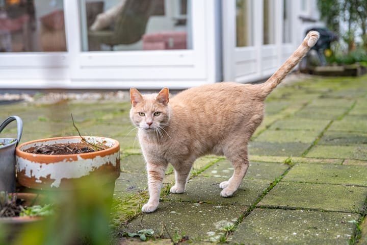 Foto 55 van Huisgardsesteeg 12