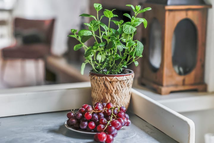 Photo 9 of Leeuwenhofje 22