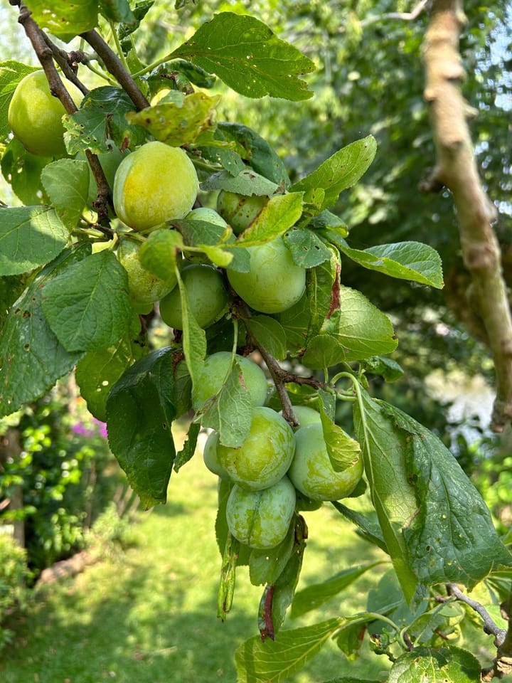 Foto 46 van Hoofdstraat 74