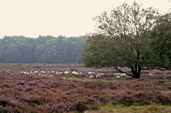 Foto 43 van Crailoseweg 35