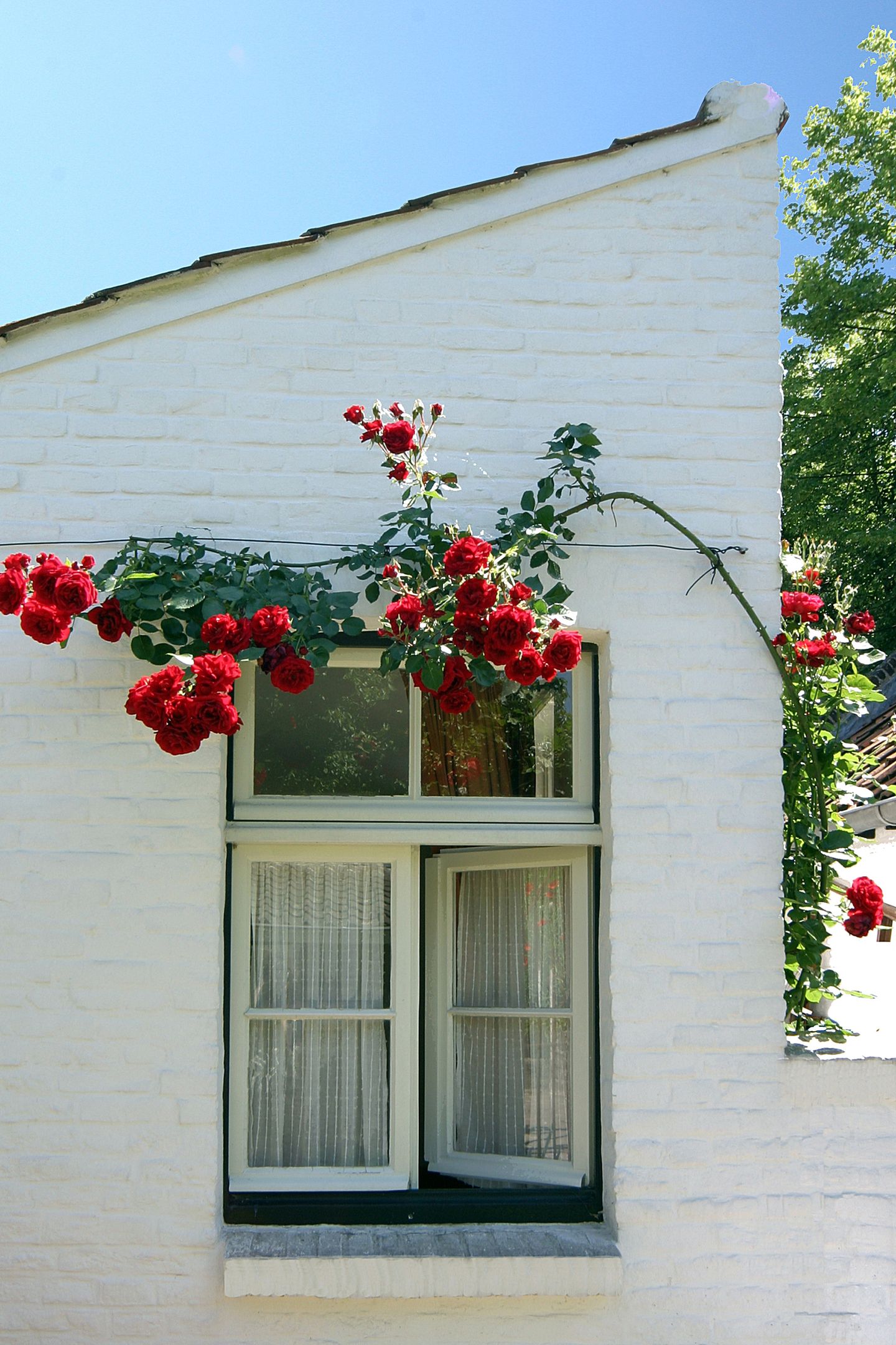 Foto 49 van Wijngaard 9