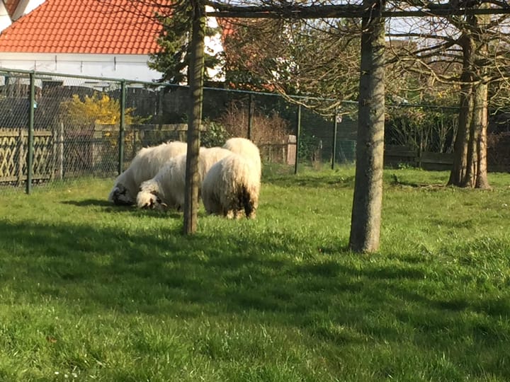 Foto 96 van Achterstraat 20-A