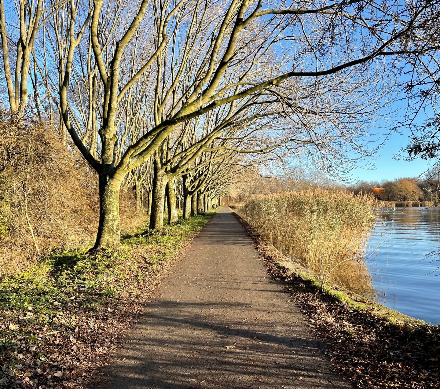 Foto 25 van Eekhoorntjesbrood 5