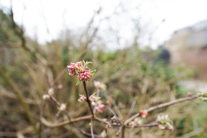 Foto 56 van Burgemeester Hoekstrastraat 2