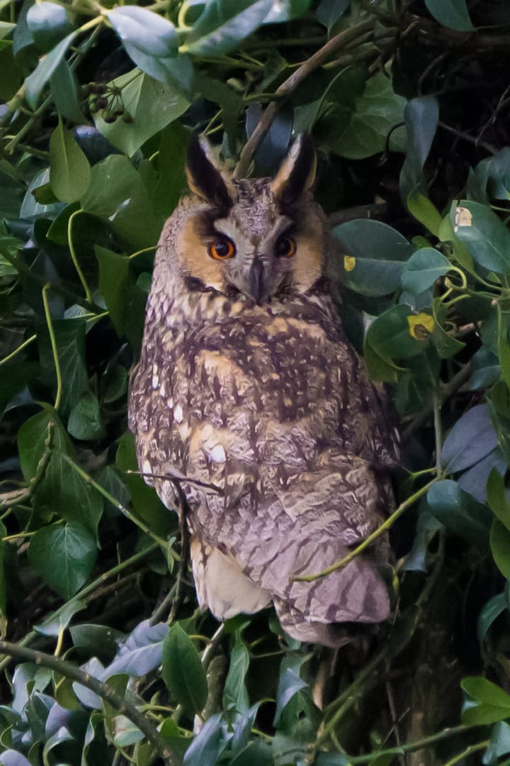 Foto 22 van Tuurdijk 17