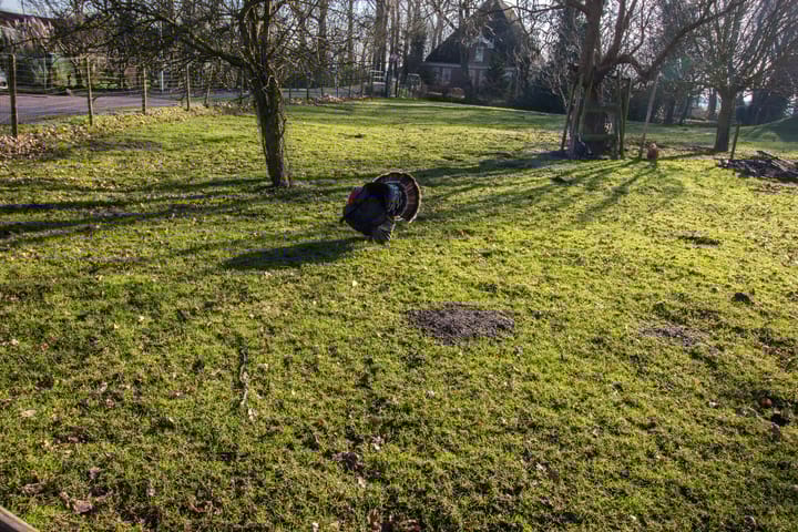 Foto 76 van Dwarsland 20