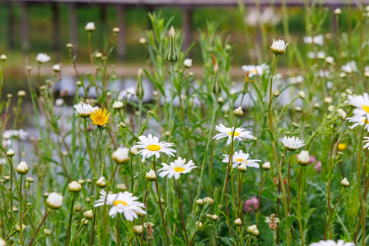 Foto 44 van Bessembiender 19