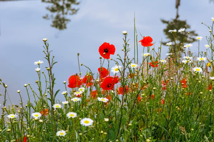 Foto 46 van Bessembiender 19