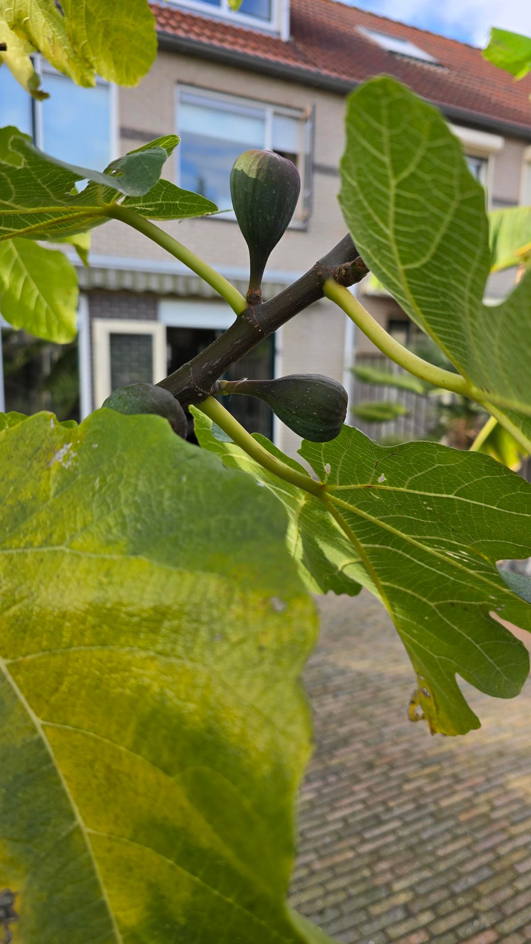 Foto 38 van Rivierenlaan 51