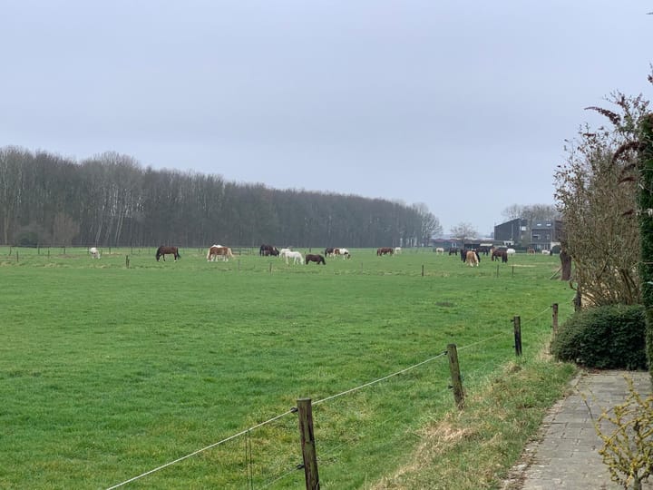 Foto 40 van De Haantjes 39