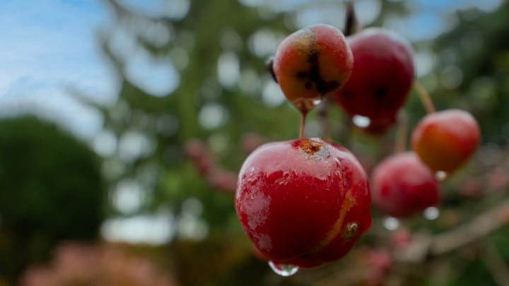 Foto 2 van Havikskruid 21