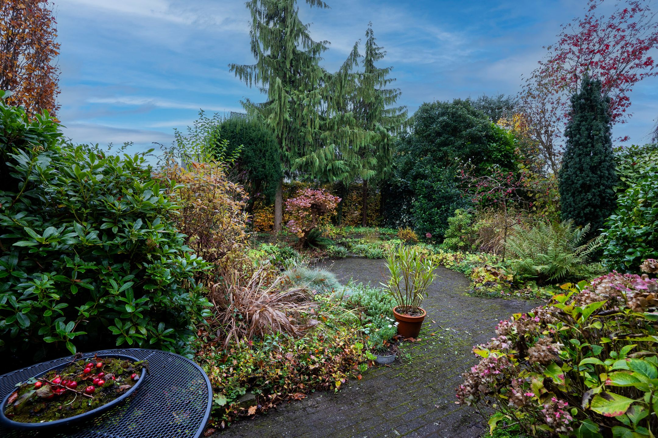 Foto 21 van Havikskruid 21