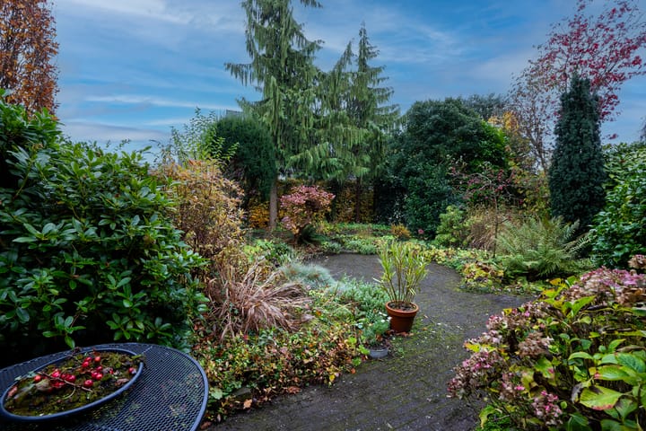 Foto 21 van Havikskruid 21