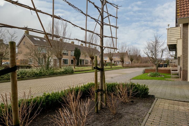 Foto 58 van Scholekster 5