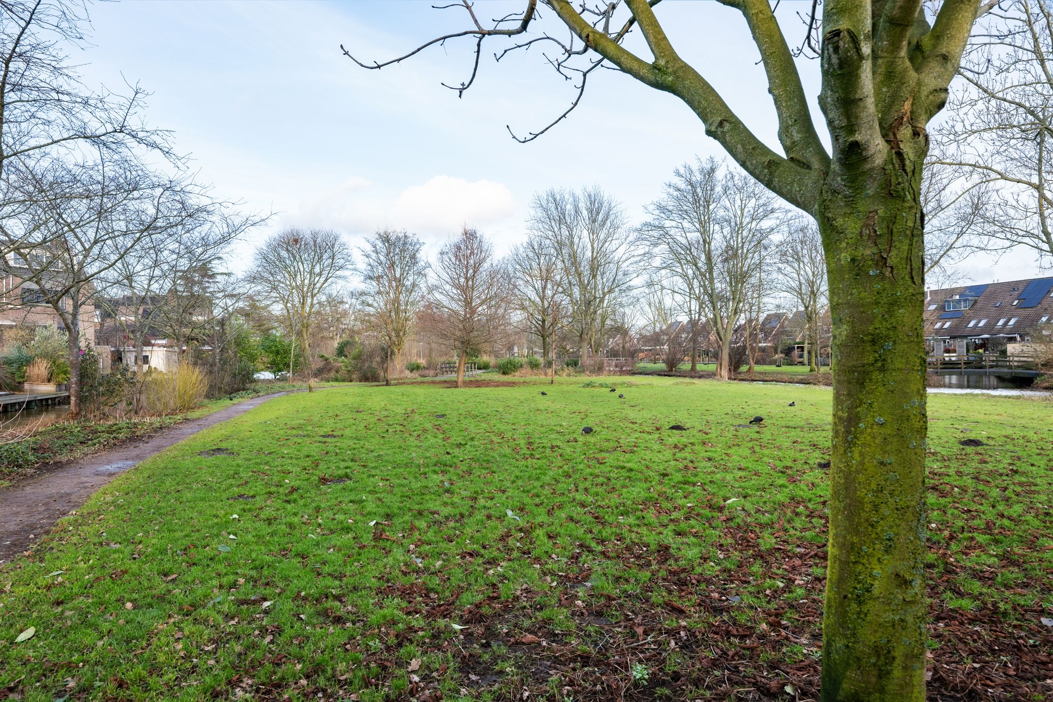 Foto 30 van Sikkelkruid 9