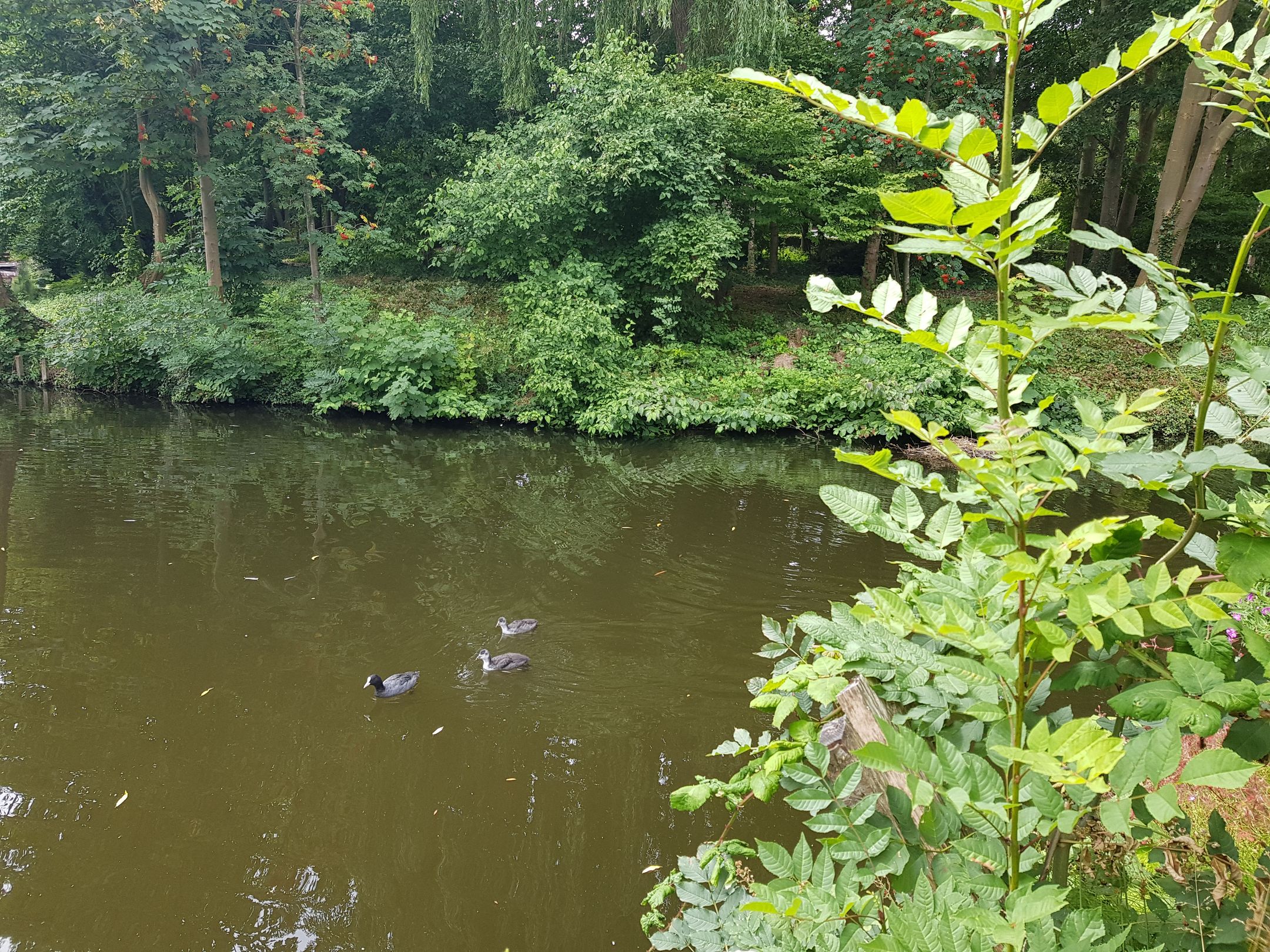 Foto 27 van Ibislaan 23